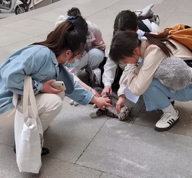 一到毕业季,我们大学的校猫就疯了哈哈哈