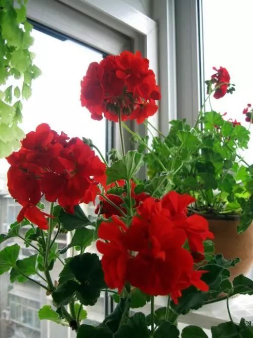 为什么有的天竺葵不开花,天竺葵不开花是什么原因呢