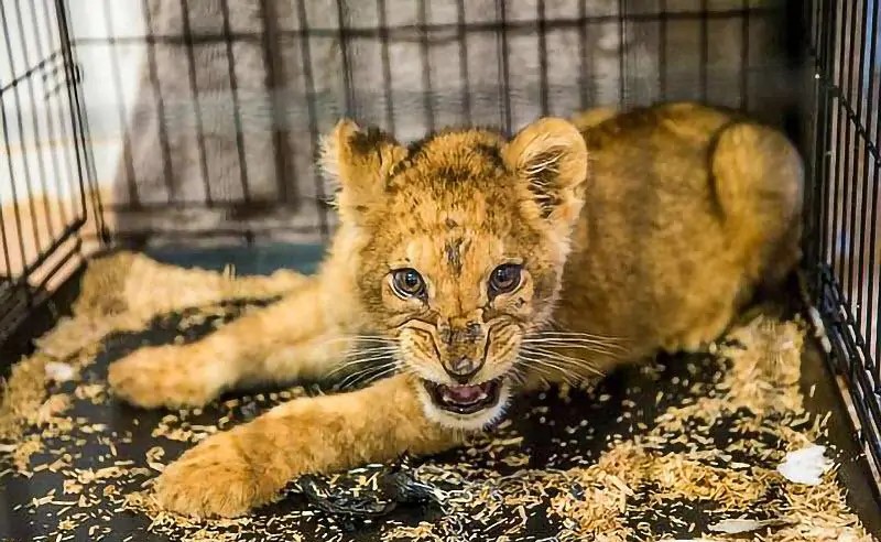 狮子被铁索束缚、棍棒训练、断趾磨牙,逃脱后两代狮王以人为食