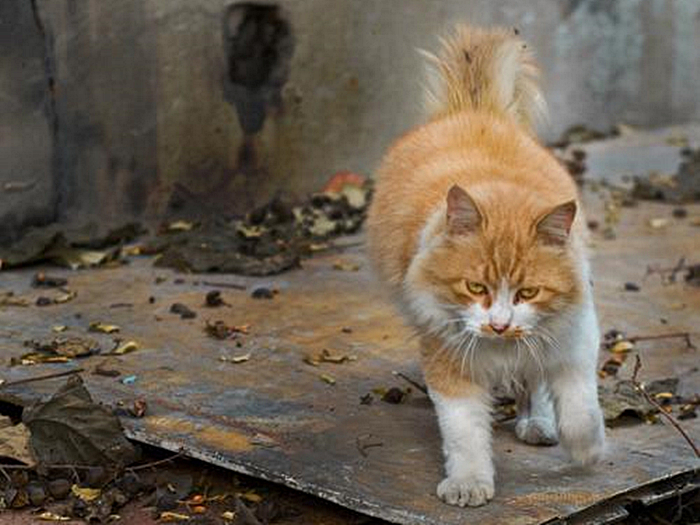 猫咪有这些特征说明它已经认主了,猫咪什么时候开始认主