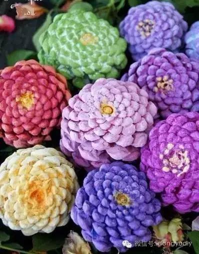 坚果壳艺术品,坚果壳能拿来做什么