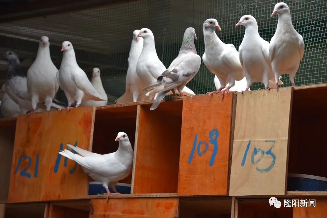 瓦窑：养好“扶贫鸽”大展“鸿鹄志”