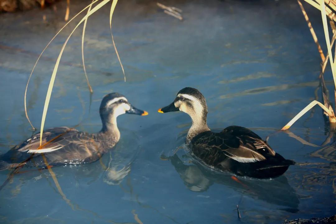 涂上黄色的“润唇膏”,TA就是野鸭中最靓的仔