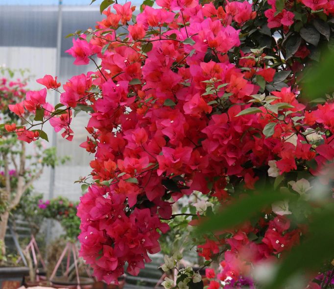 2021年大火的10个三角梅品种，图名并茂欢迎认领，看有无你喜欢的