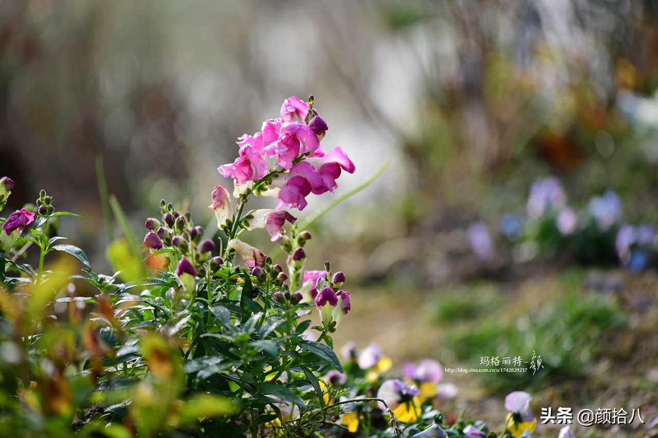 零下9度来袭，花园里的绿色是那么动人|园丁