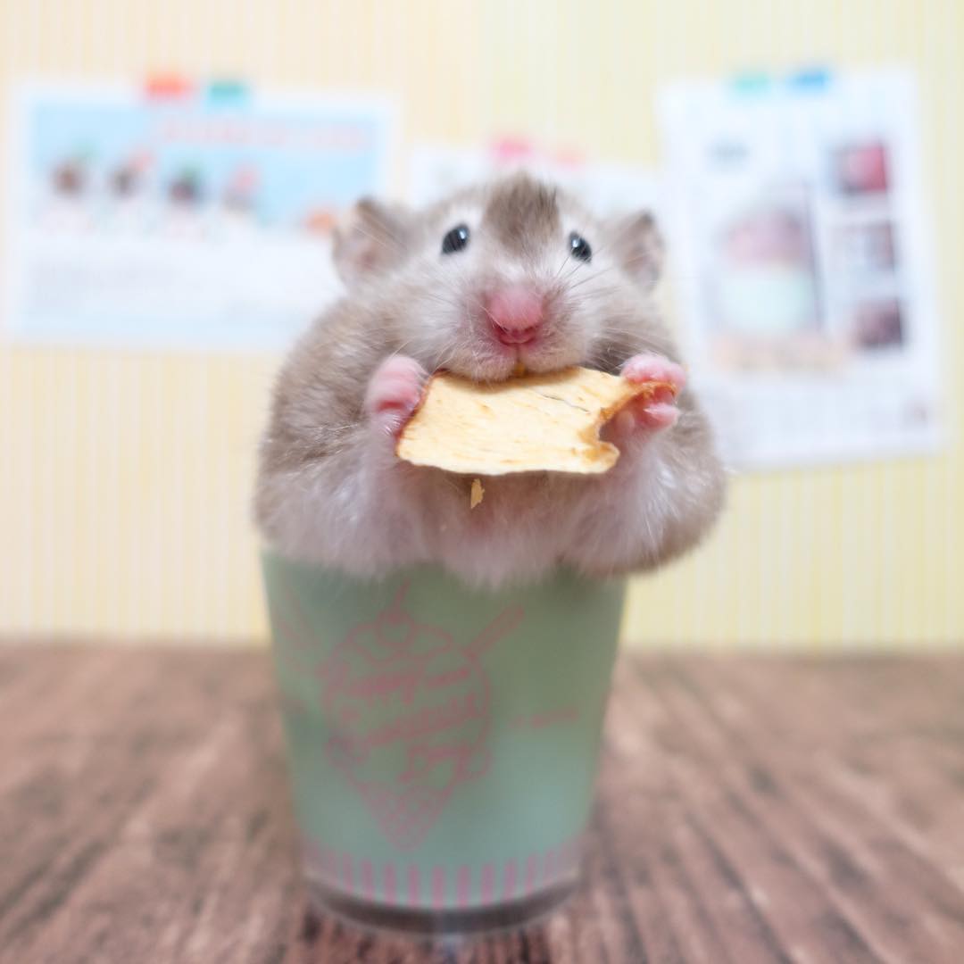 带仓鼠出门准备什么药,带仓鼠出门注意事项