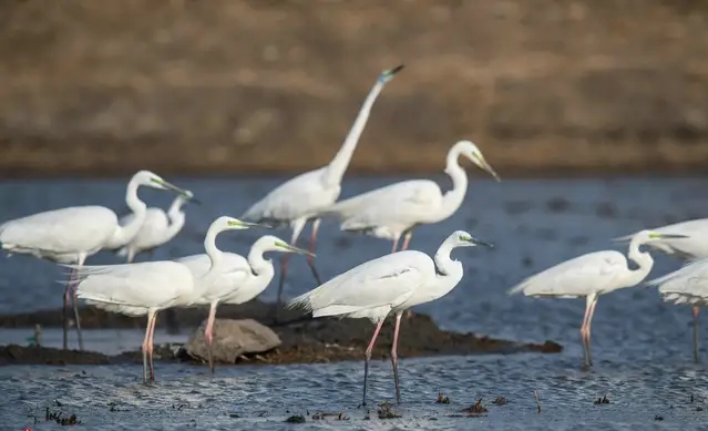 100句对偶佳句,1000个对偶佳句