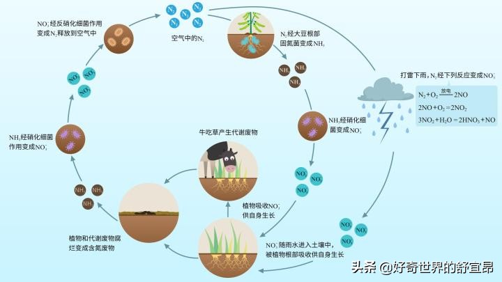 养鱼怎么知道硝化细菌养好了,培养硝化细菌的时候可以养鱼吗