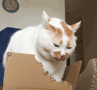 猫咪咬电线怎么办,为什么半个月大的猫咪喜欢咬电线