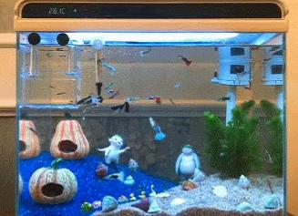 小米超白鱼缸带水草,超白玻璃鱼缸小米