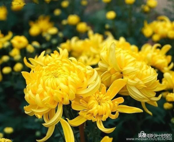 关于重阳节菊花的诗句,重阳节诗情画意