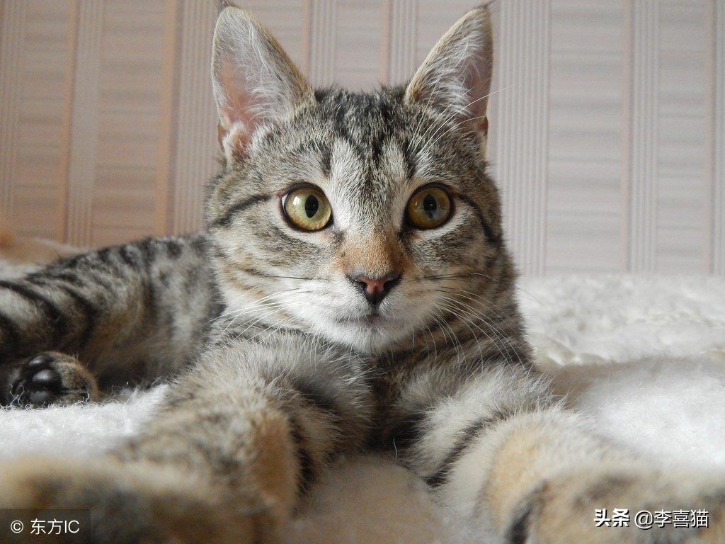 猫癣不治疗特别吓人,怎么判断猫癣可以治愈