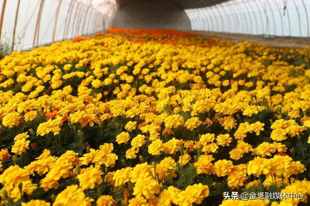 *疆新**兵团二师：开都河畔“花经济”带给职工“花样幸福”