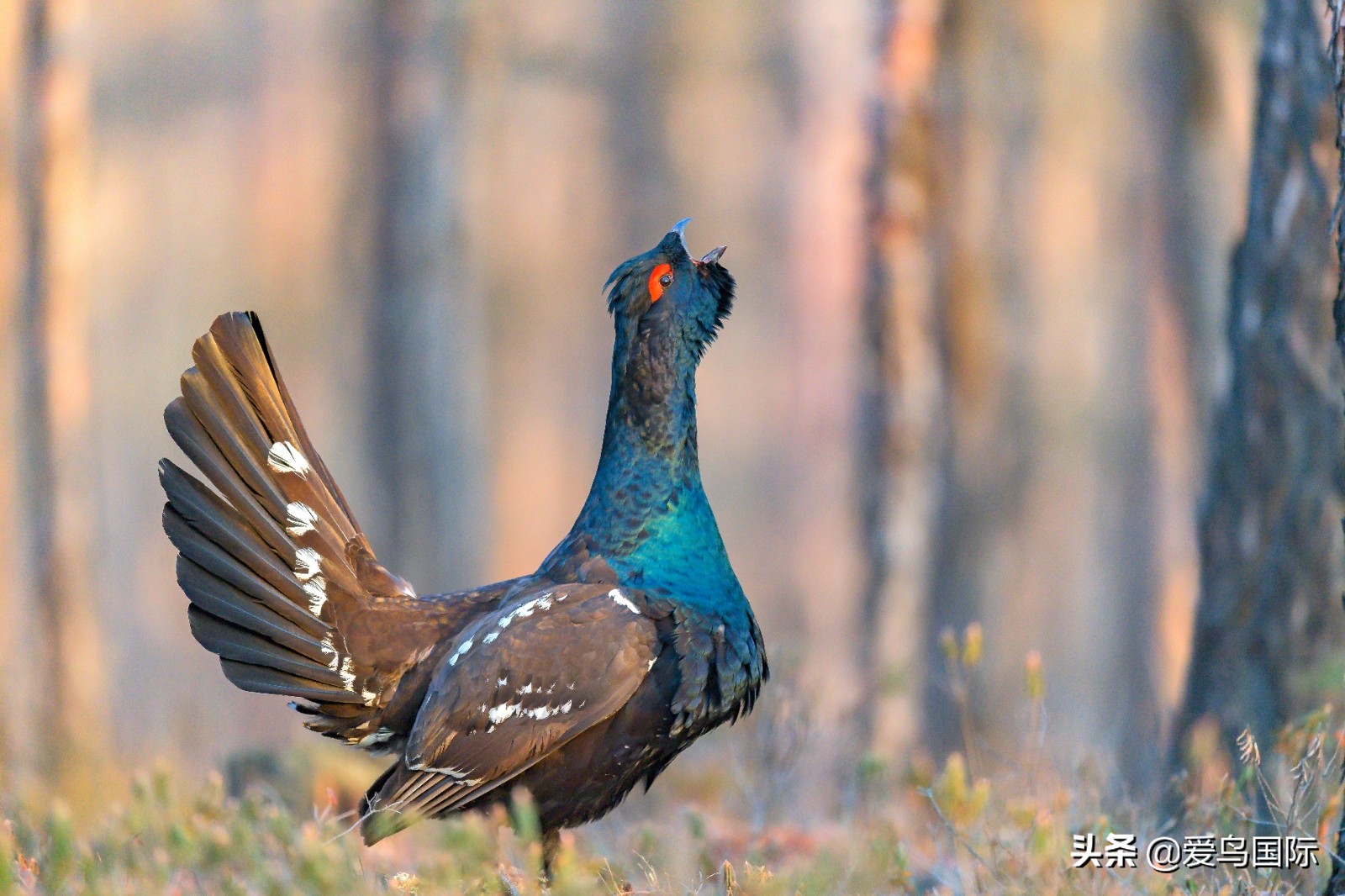 鸟类图片大全大图观赏,鸟类照片合集
