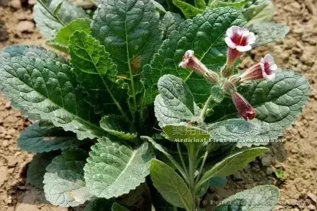 经方含地黄的方子,滋阴最好的中药地黄