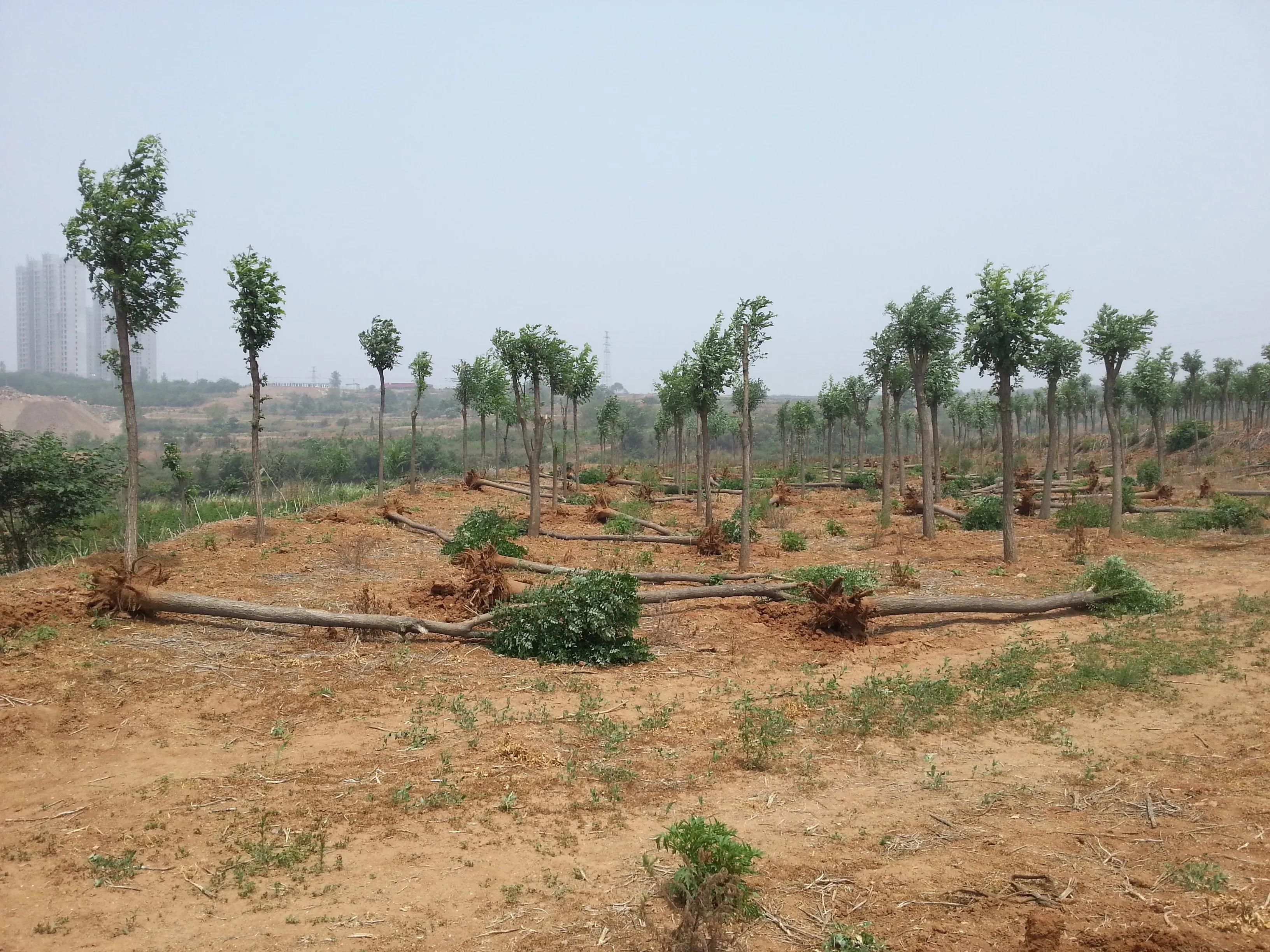 偷树贼落网了视频,偷树贼的故事100个