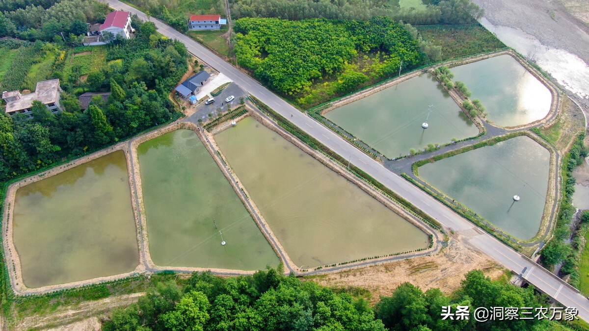 夏天的泥鳅养在家里怎么养不会死,5到6厘米的泥鳅苗怎么养在家里