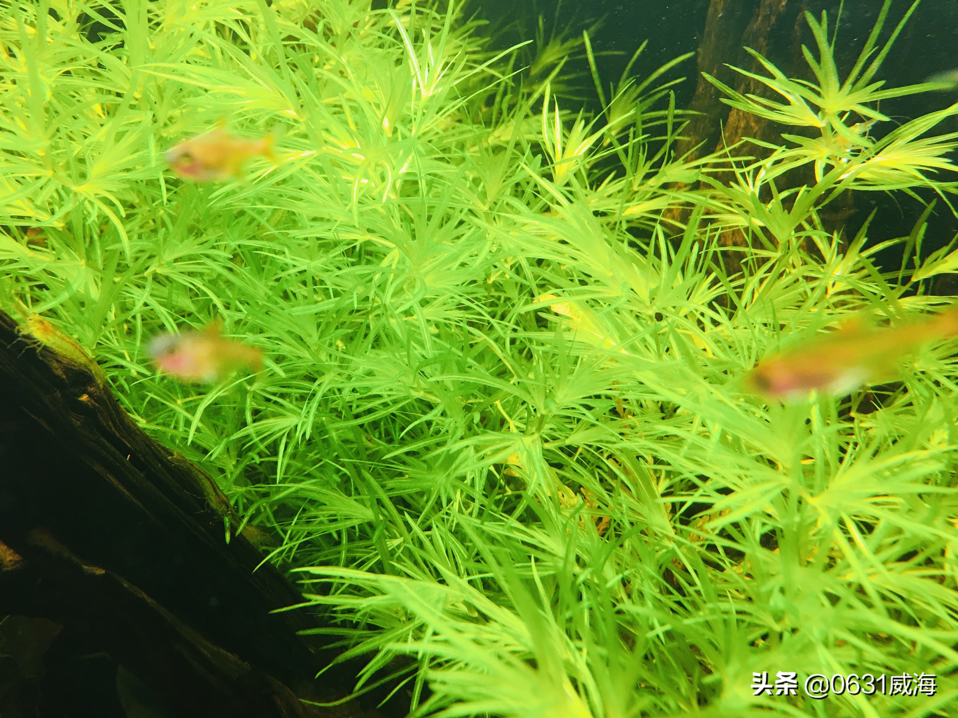 生态缸水底铺什么水草不烂根好养,水草一开始很好后来开始溶叶烂根