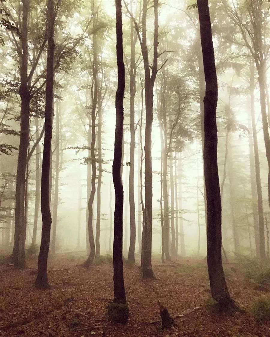 鍥涘缇庢爲,鐢板洯缇庢爲