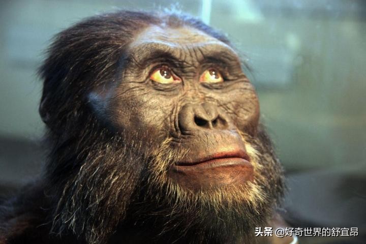 黑猩猩和红毛猩猩大战两只大猩猩,大猩猩和黑猩猩哪种猩猩要厉害