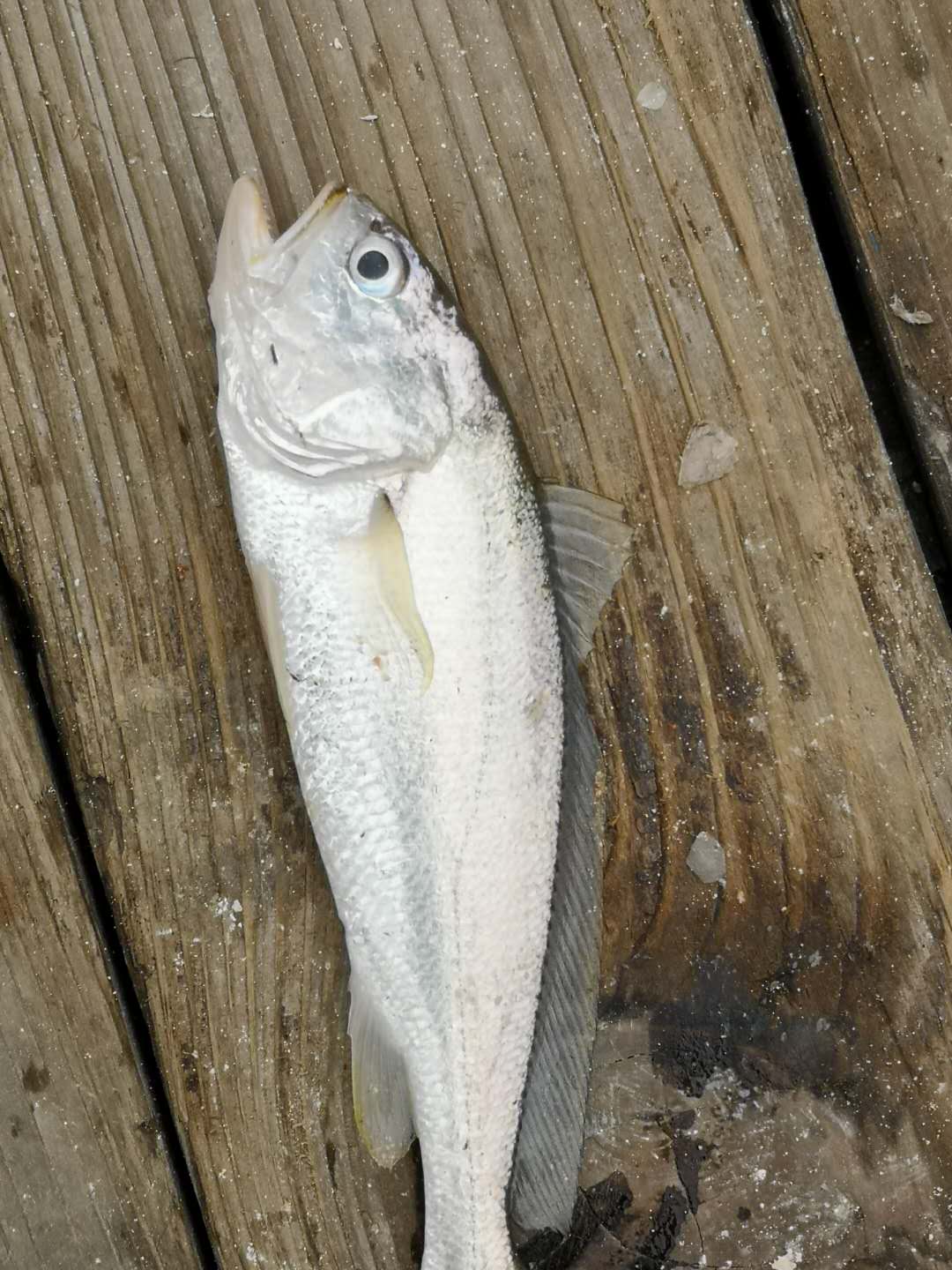 海钓的收获和感觉,海钓的动力有多大