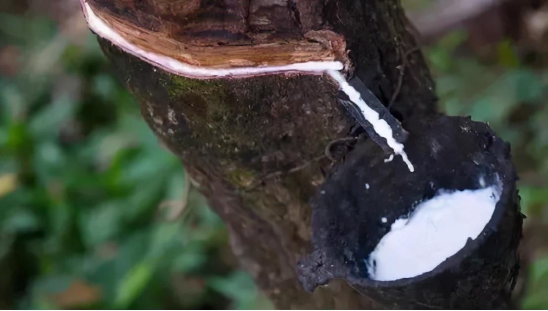 泰国乳胶是怎样来到中国的,泰国乳胶发展史