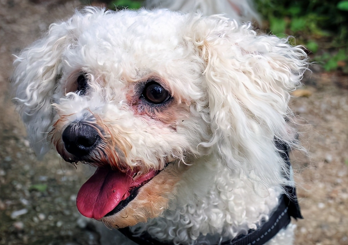 比熊泪痕严重四大办法轻松消除,比熊吃什么狗粮缓解泪痕