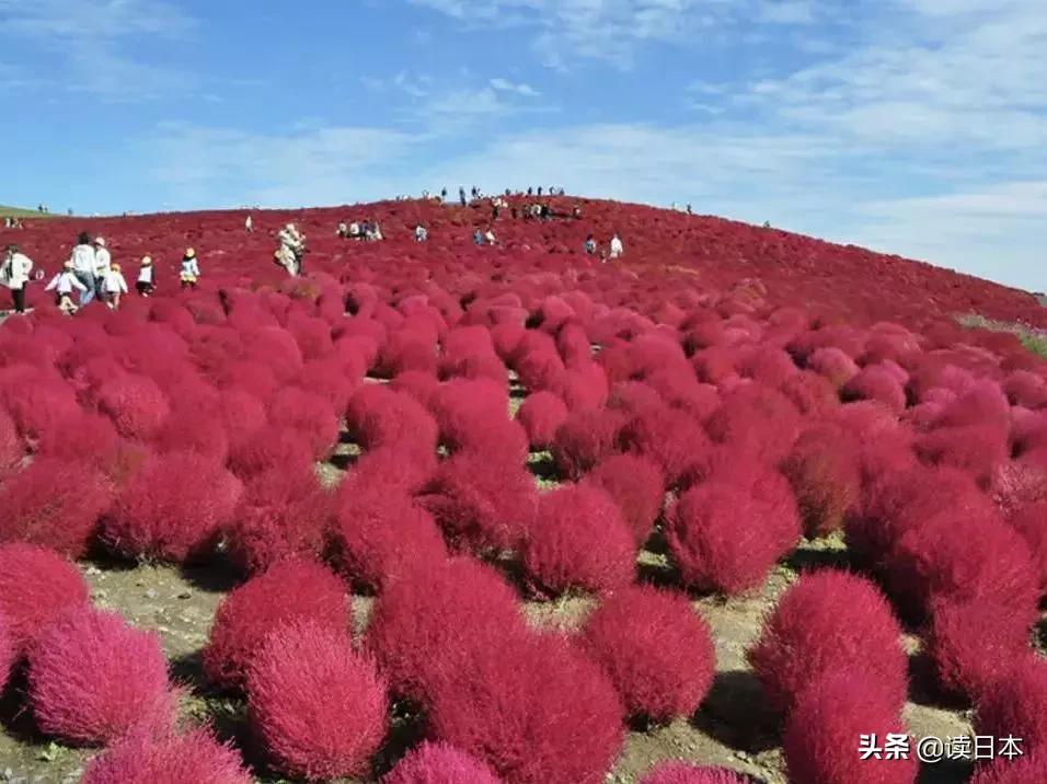 日本茨城连续7年被评魅力最低，可看了真实的她之后，我被美哭了