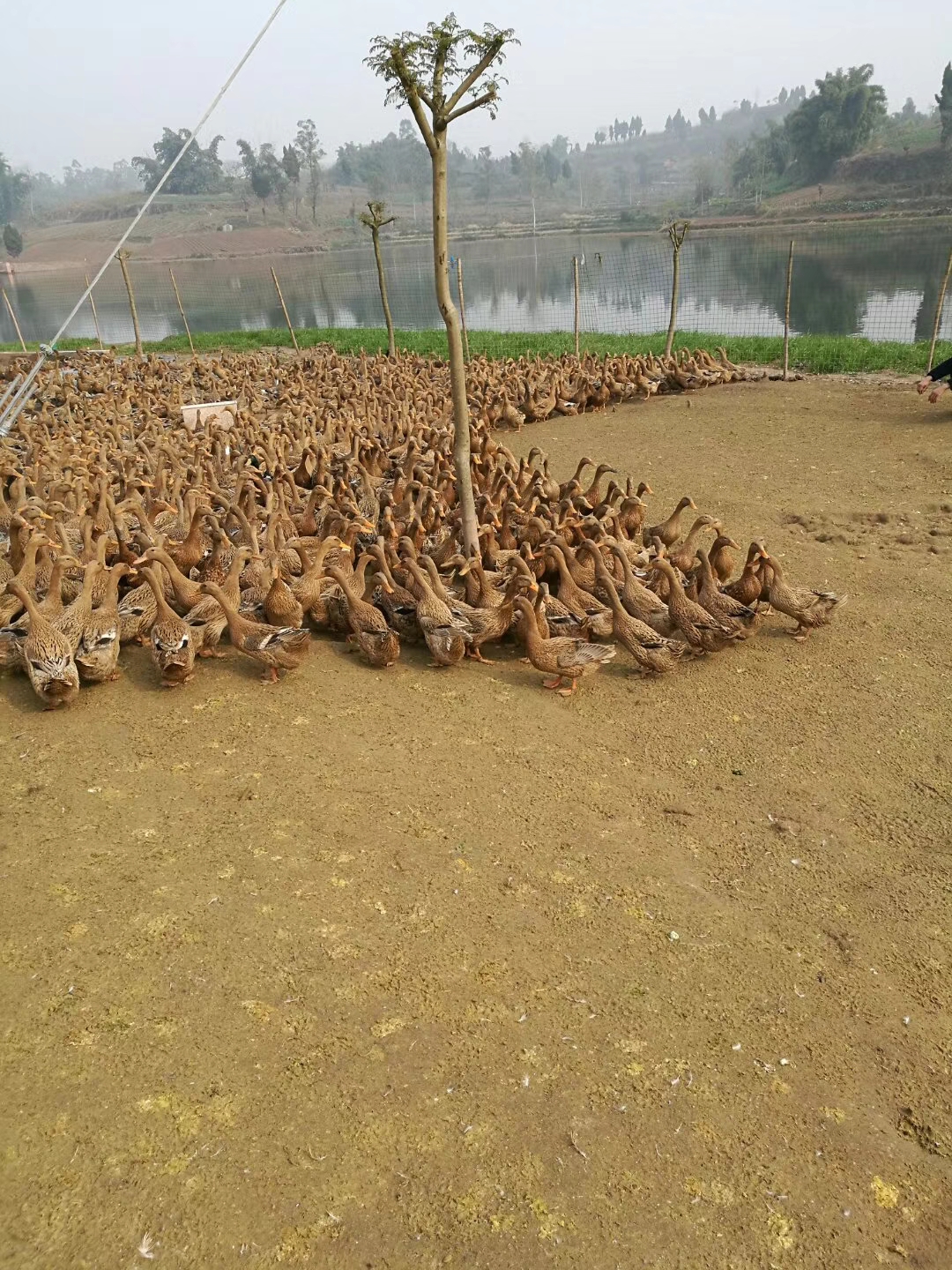 蛋鸭第59-64周，产蛋后期用探蛋法挑鸭