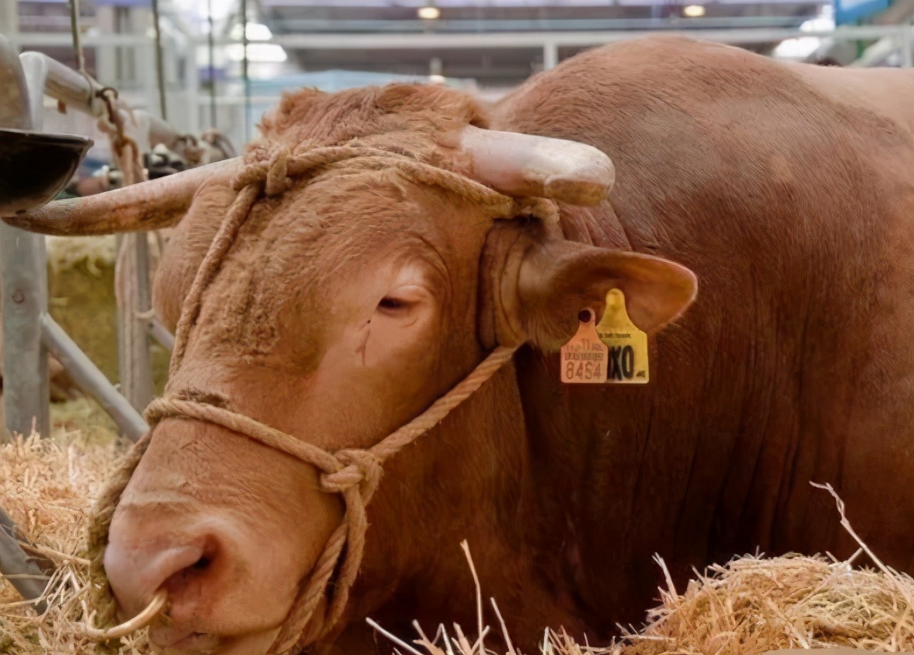 母牛流产的原因？母牛流产后怎么护理？这两种病要注意
