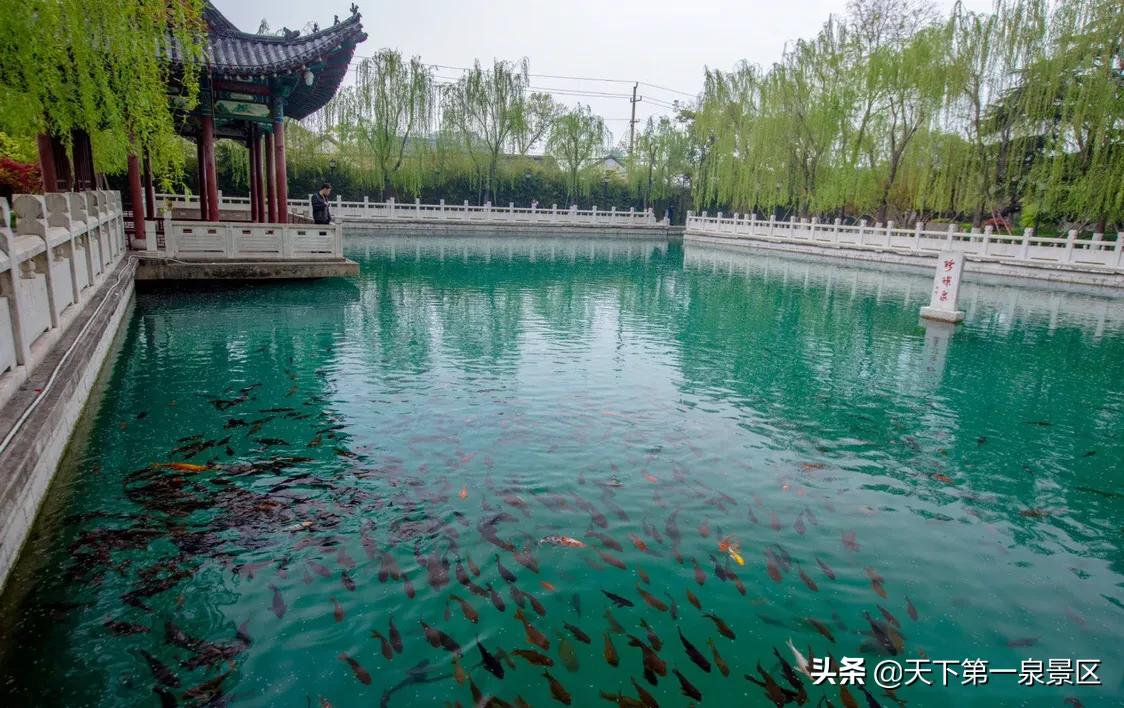 济南珍珠泉为天下第三泉,济南的珍珠泉