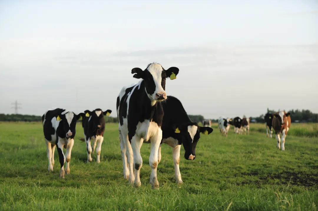 一头奶牛的自述,一头奶牛全年平均产多少斤奶
