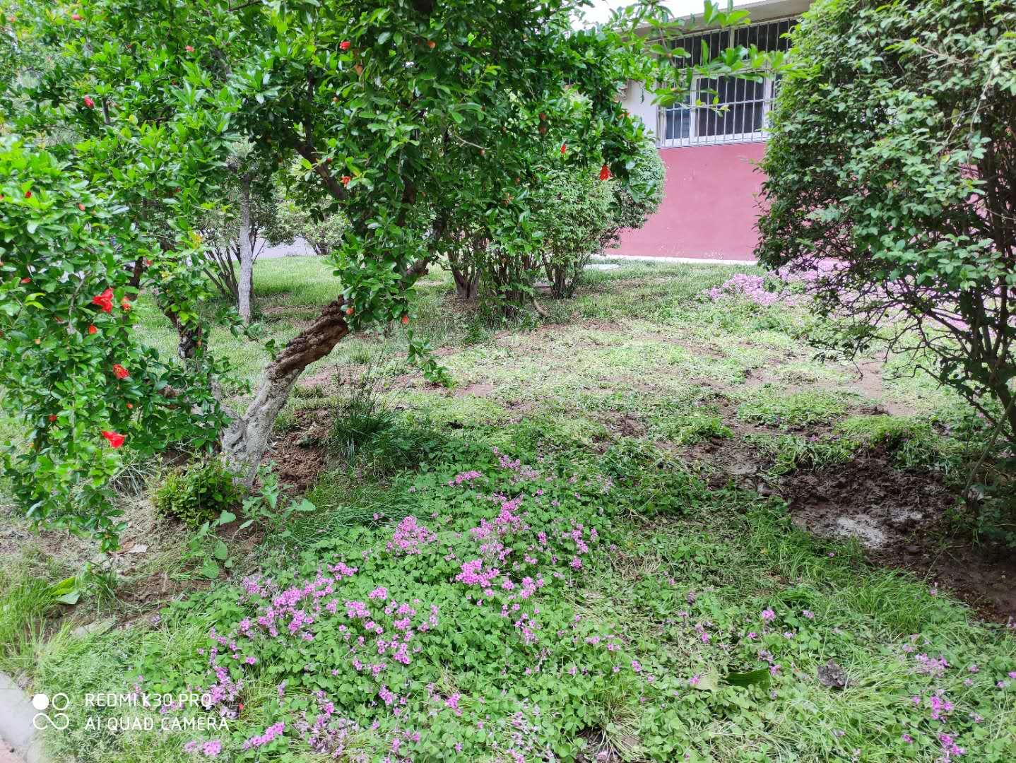 红花酢浆草与三叶草是一个品种吗,红花酢浆草和三叶草是不是一样的