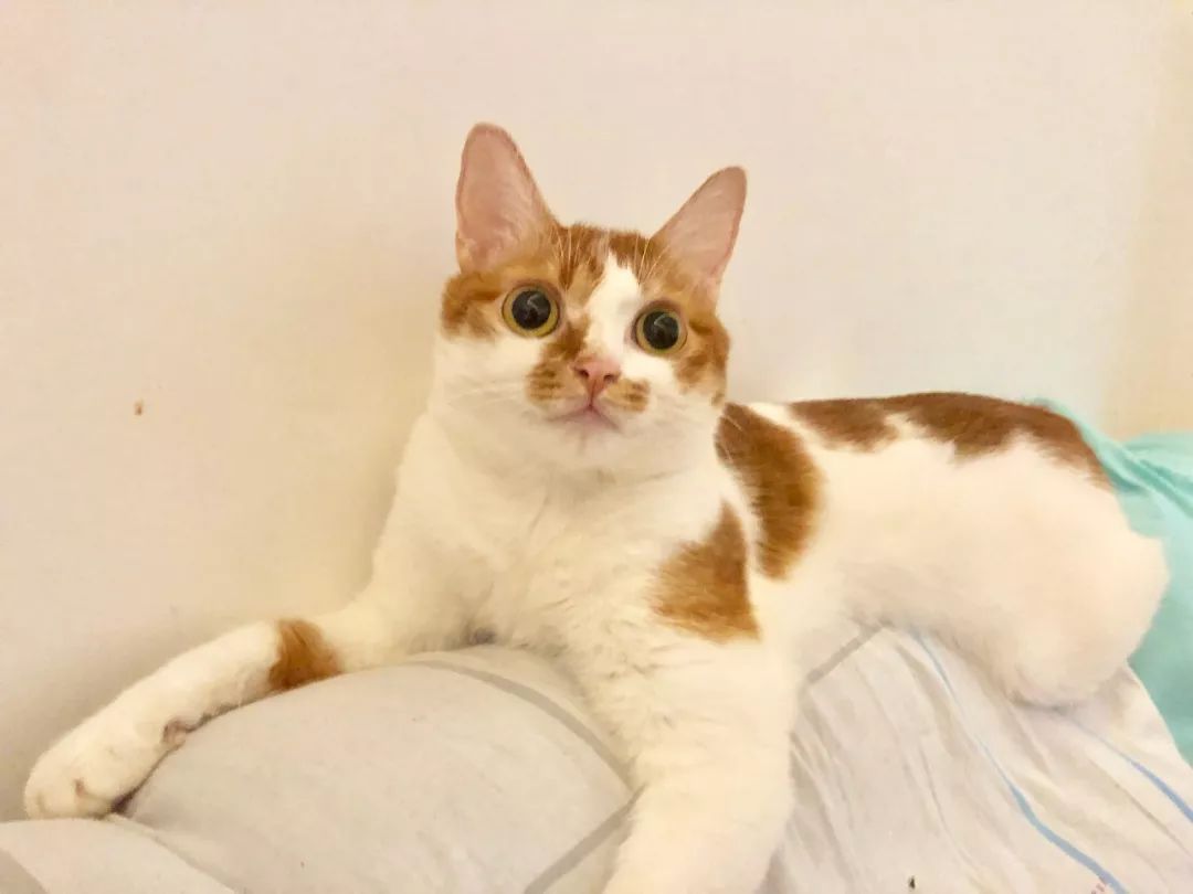 疫情家里养宠怎么消毒,养猫天天开窗通风还要消毒吗