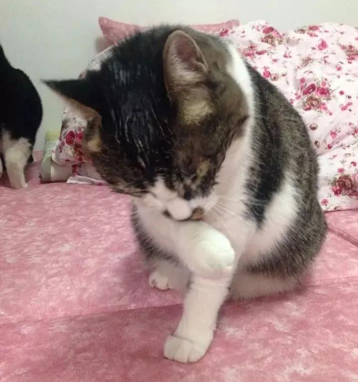 用舌头舔猫会怎样,舔猫头一口会有什么反应