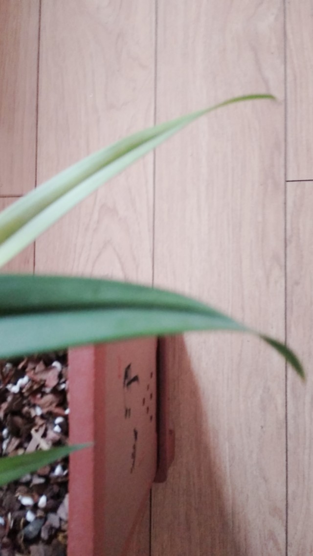 建兰市长红特点,建兰市长红兰花