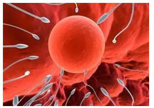 干细胞可以治疗不孕不育吗,诱导多功能干细胞解决不孕不育