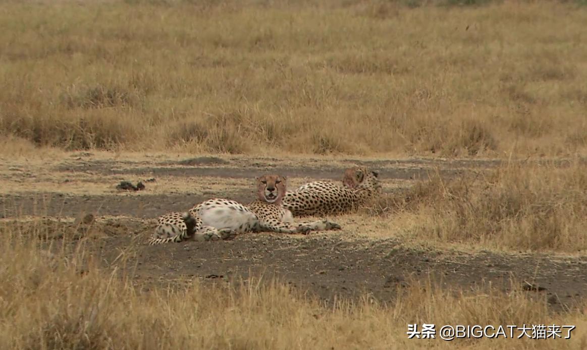 精子异常，雄狮不得不和母亲女儿交配，这个狮群深陷*亲近**繁殖困境