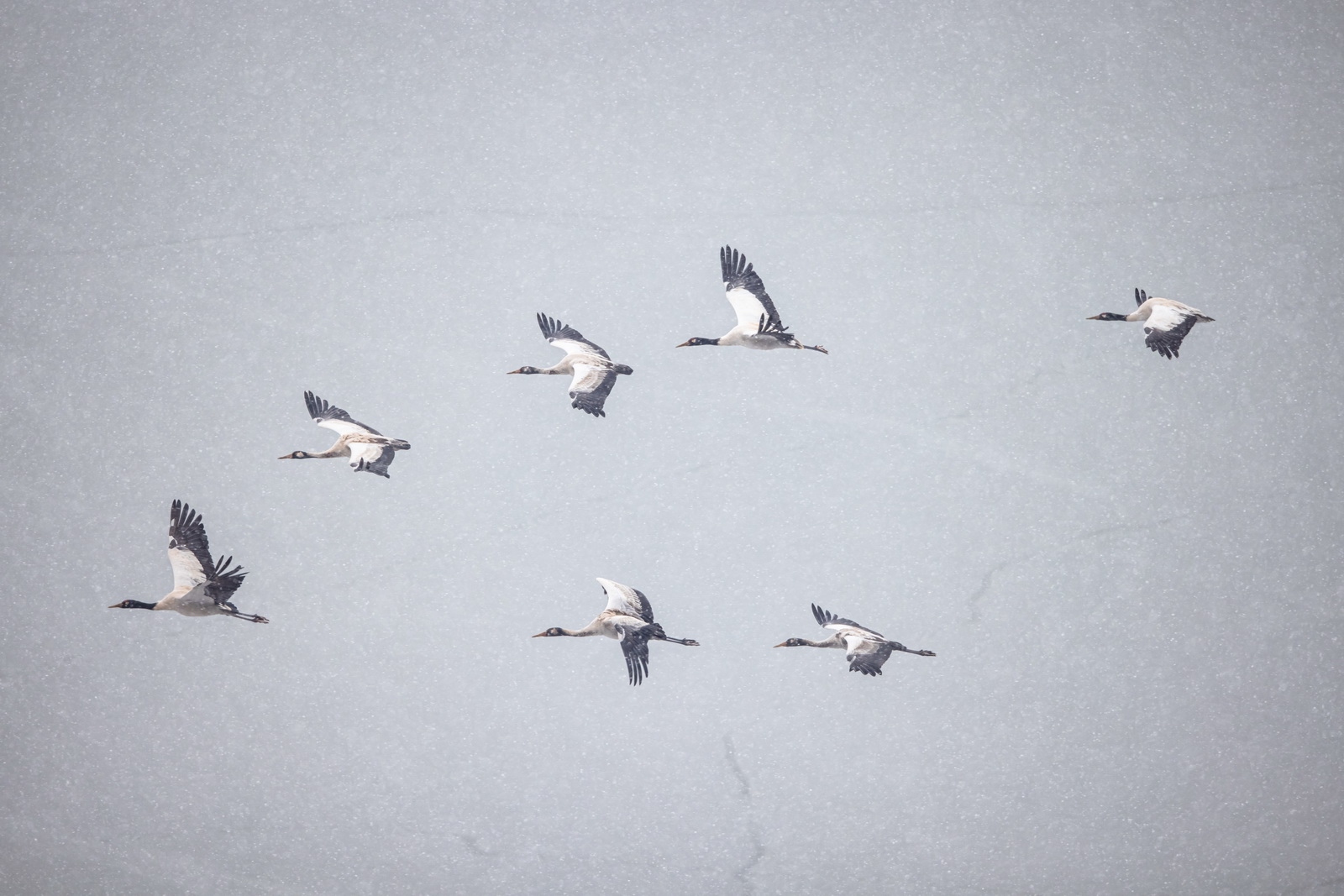 eosr5拍鸟体验,eosr5摄影与视频拍摄技巧大全