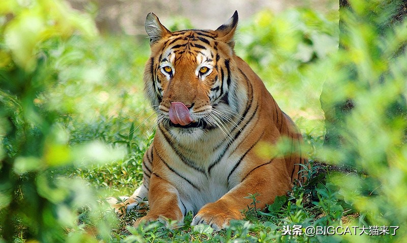 为什么老虎看上去比狮子更有肉感,老虎的脸为啥跟狮子豹子不一样