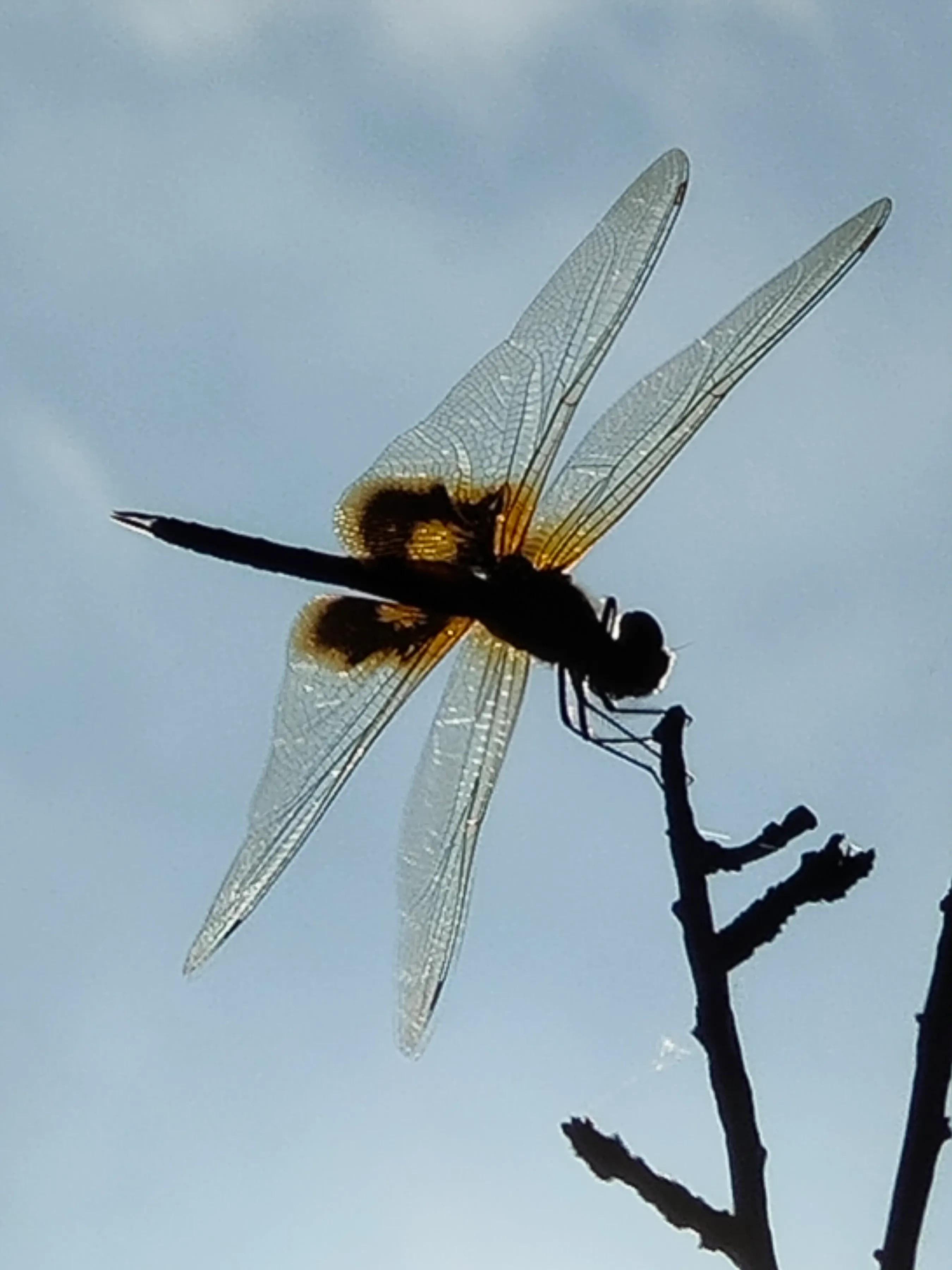 手机摄影手册圈友作品选第7期,手机摄影手册圈友作品选第6期