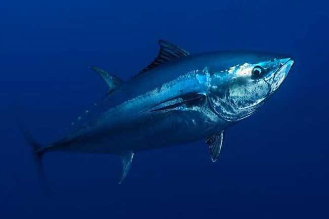 游泳蛙游泳技巧,动物是怎么游泳的