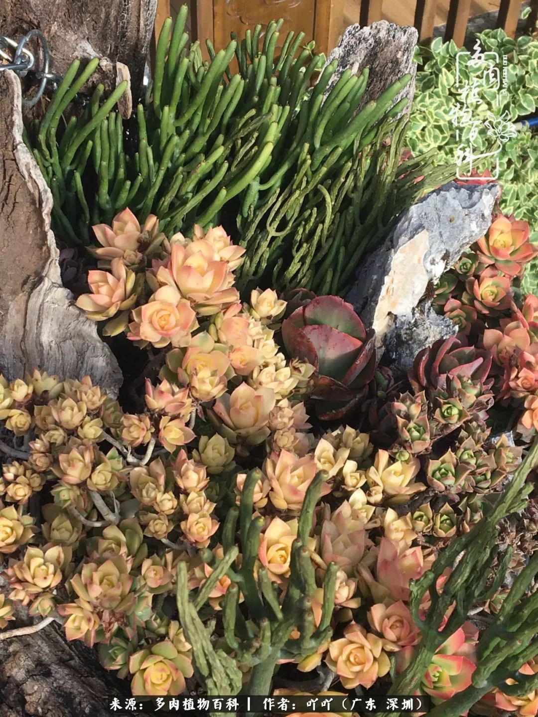 涓冨僵浜戝崡澶氳倝,浜戝崡澶氳倝涔嬫梾