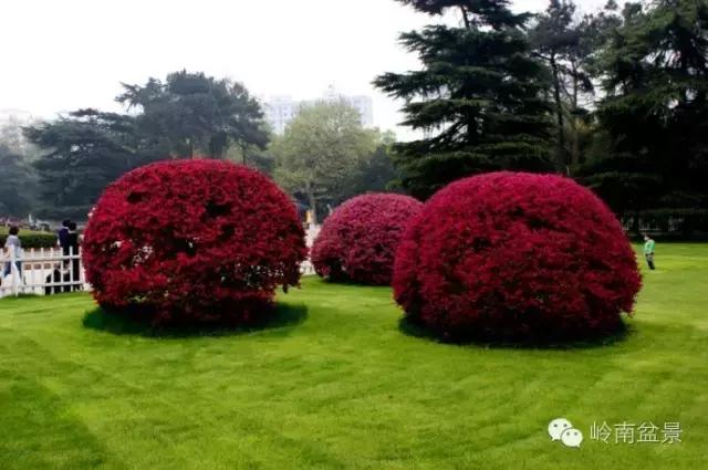 檵木小老桩盆景,檵木盆景图片大全