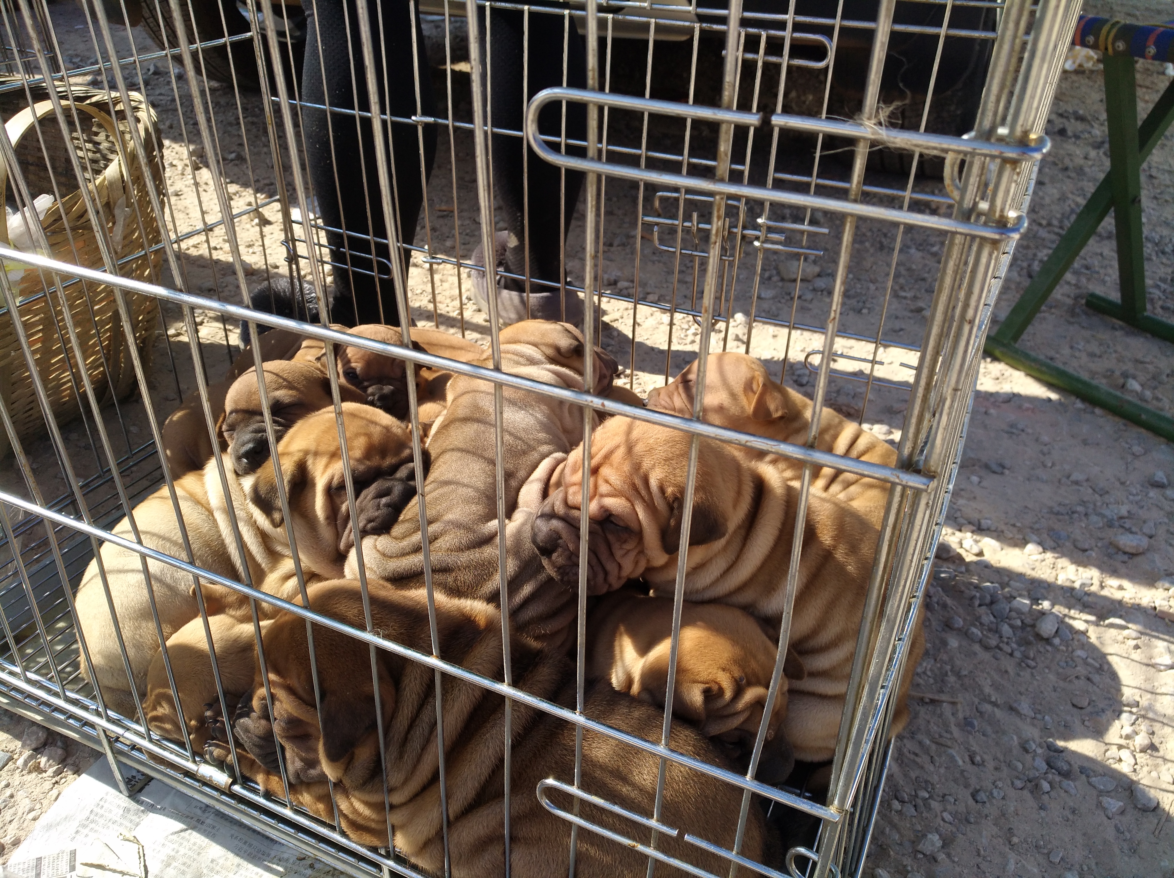 可爱沙皮小狗视频,沙皮幼犬多少钱一只