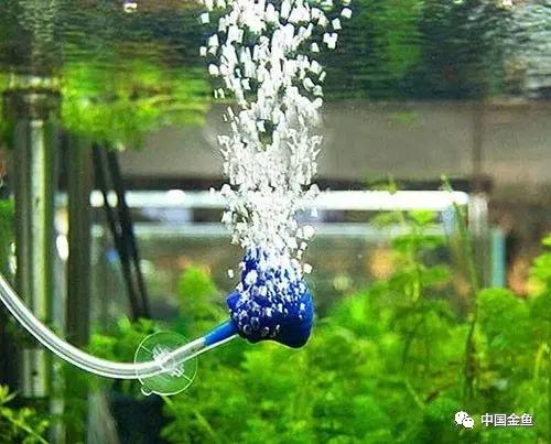 喂鱼算是养鱼最大的乐趣吗,养鱼的乐趣就是每天喂鱼
