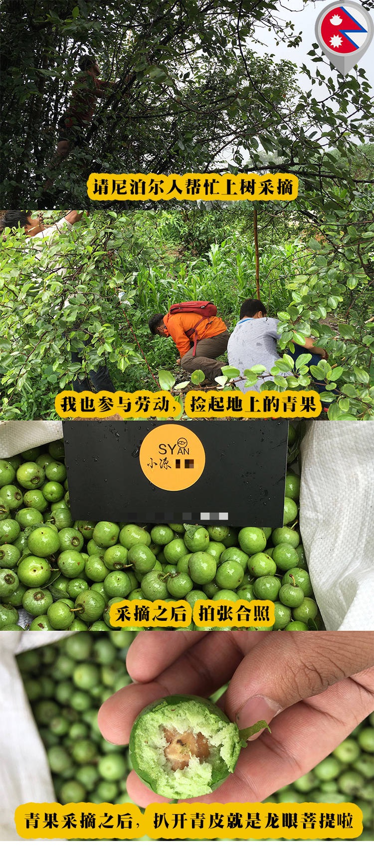 凤眼菩提价格高低的区别,凤眼菩提为啥那么贵