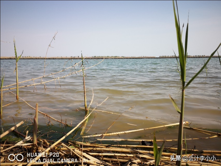 巢湖岸上草原,合肥岸上草原照片