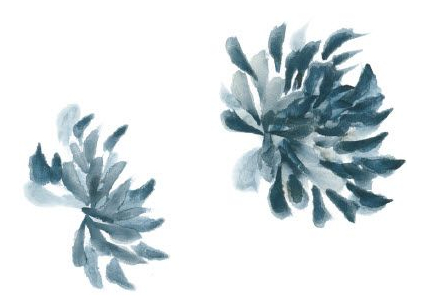 国画深秋篱菊风景写意,写意蓝菊花怎么画步骤图