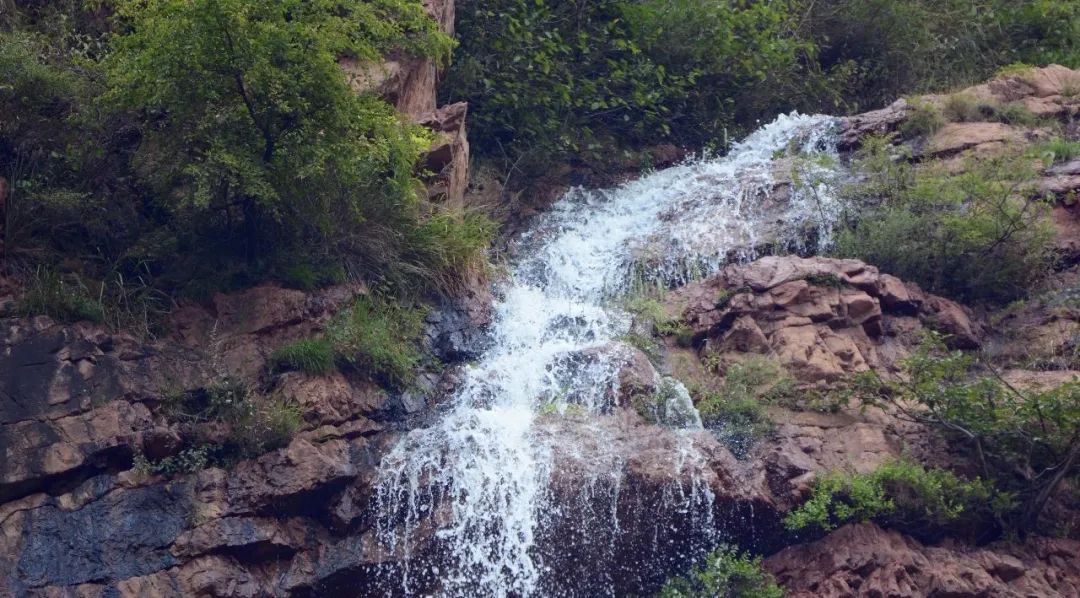 杏子熟了好吃又爽口,周末去近郊景盛源消暑摘杏